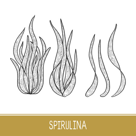 Spirulina. Algae. Set. Sketchのイラスト素材