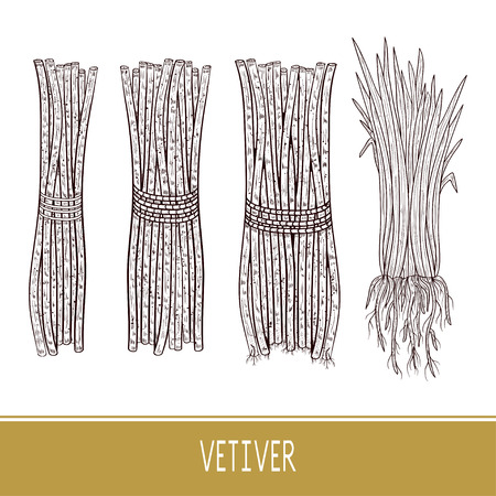 Vetiver. Plant. Sketch. Leaves, root, sheaf, bunch. Monochromeのイラスト素材