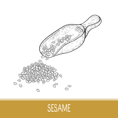 Sesame. Seed, scoop. Leaves, grain, seed. Ladle. scoop. Sketch. On a white background. Monochrome.のイラスト素材