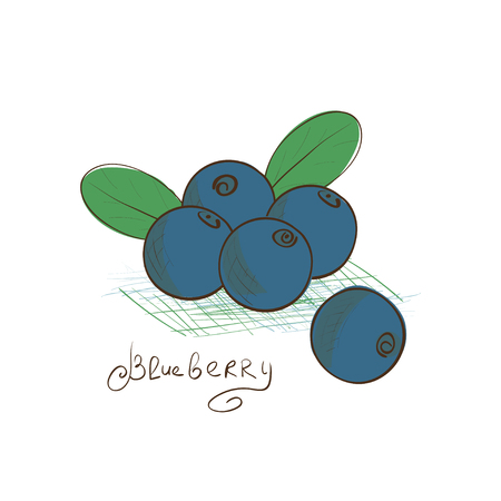 Blueberry. Drawing on a white background. Sketch. Doodle.のイラスト素材