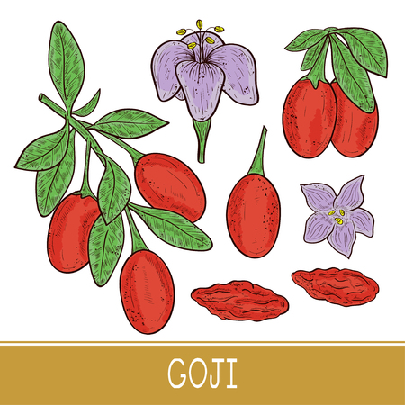 Goji. Branch, berry, leaf, flower. Set. Sketch. Colorのイラスト素材