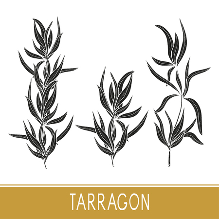 Tarragon. Set. Black silhouette on white background.のイラスト素材