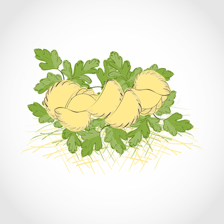 Vareniki, dumplings and parsley. Sketch. Can be used for menus, packaging, backgroundのイラスト素材