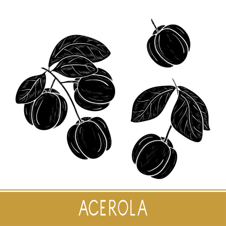 Acerola  Sketch.のイラスト素材