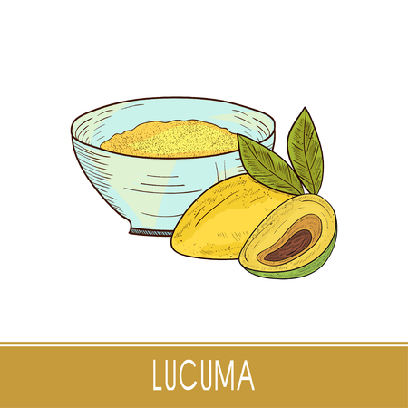 Lucuma. Fruit, leaves. Powder, bowl. Super food. Sketch. Set. Colorのイラスト素材