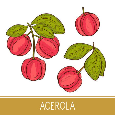 Acerola  Sketch.のイラスト素材