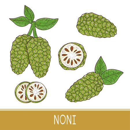 Noni. Fruit,  leaves. Sketch. Set. Colorのイラスト素材