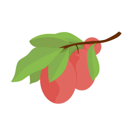 Jujube. Fruit and leaves. Vector flat drawing on a white background.のイラスト素材
