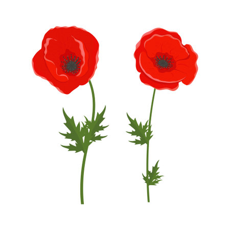 Poppy flower. Set. Color vector drawingのイラスト素材