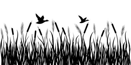 Sedge, reed, cane, bulrush. Ducks are flying. black silhouette. Vector drawing on a white background.のイラスト素材