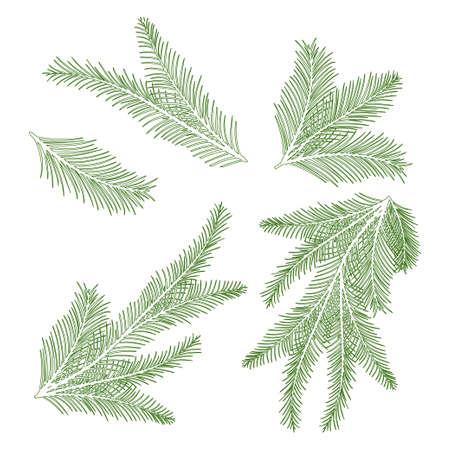 spruce branch. Vector set on a white background. contour.のイラスト素材