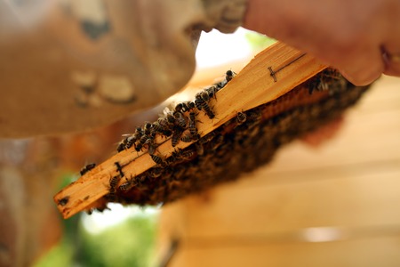 beekeeper keeps bees honeycombsの写真素材