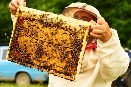 Beekeeper holding frame of honeycomb with working bees outdoorの写真素材