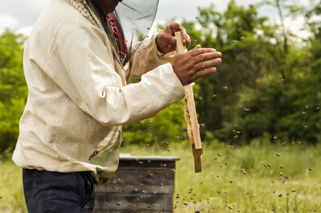 Beekeeper holding frame of honeycomb with working bees outdoor