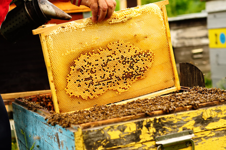 Beekeeper holding frame of honeycomb with working bees outdoorの写真素材