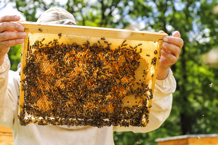 Beekeeper holding frame of honeycomb with working bees outdoor