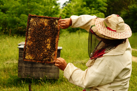 Beekeeper holding frame of honeycomb with working bees outdoorの写真素材