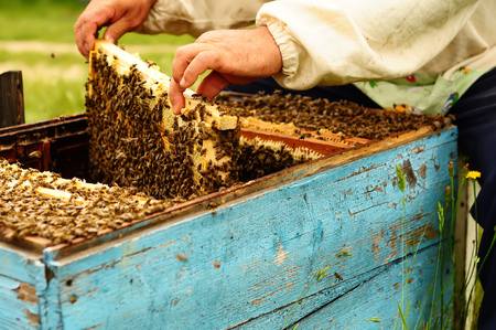 Beekeeper in his apiary with bees honeycombの写真素材
