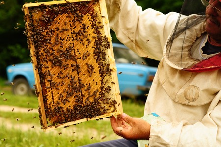 Beekeeper holding frame of honeycomb with working bees outdoorの写真素材