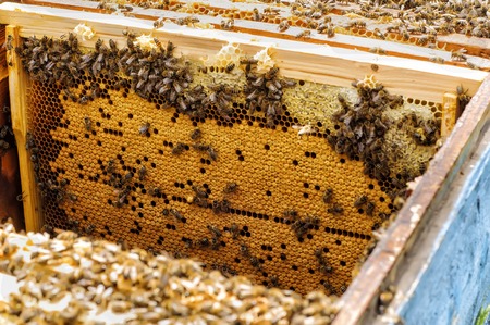 Bee brood in the hive apiary beekeeping