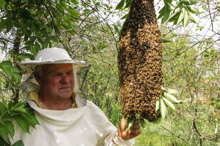 Bee keeper with a swarm of honeybeesの写真素材