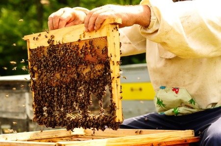 Beekeeper holding frame of honeycomb with working bees outdoorの写真素材