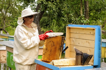 woman beekeeper looks after bees in the hiveの写真素材