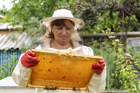 woman Beekeeper controlling beehive and comb frameの写真素材