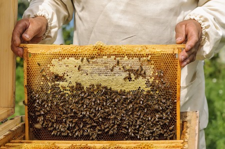 Beekeeper holding frame of honeycomb with working bees outdoorの写真素材