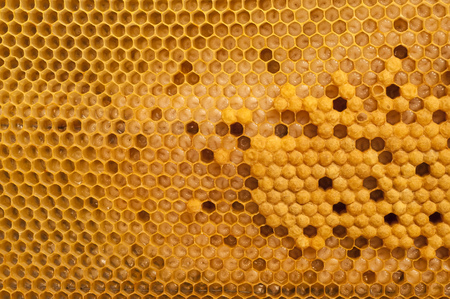 Not capped brood cells of the honey beeの写真素材