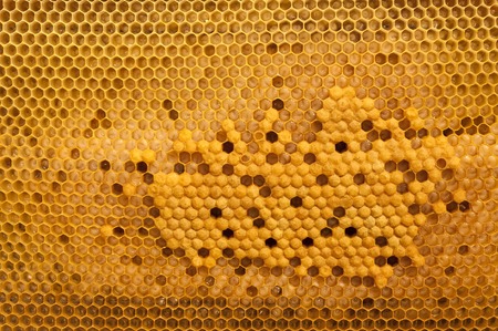 Not capped brood cells of the honey beeの写真素材