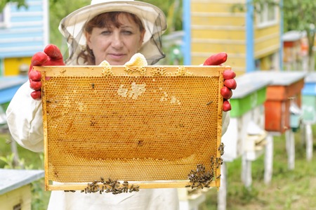 woman Beekeeper holding frame of honeycomb with bees