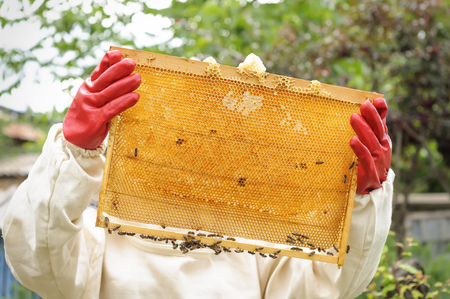Honeycomb with bees and honey beekeeper beekeeping