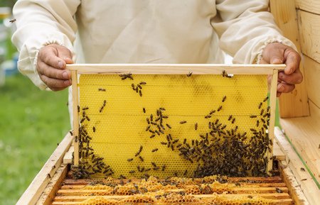 Beekeeper holding frame of honeycomb with working bees outdoorの写真素材