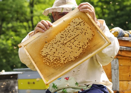 Beekeeper holding frame of honeycomb with working bees outdoorの写真素材