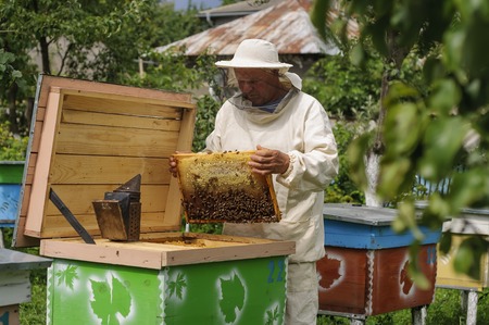 Beekeeper is working with bees and beehives on the apiary.