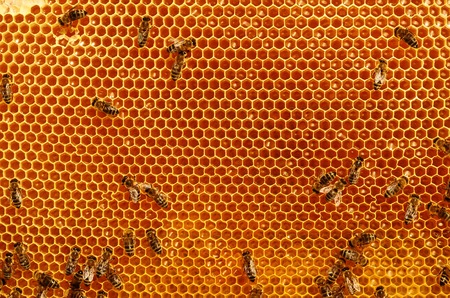 Working bees on honeycomb backgrounds insects honeyの写真素材