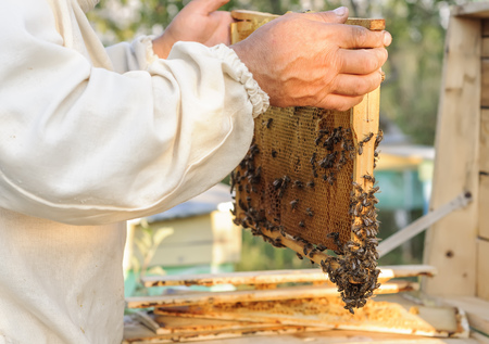 Beekeeper holding frame of honeycomb with working bees outdoorの写真素材