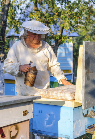 Beekeeper is working with bees and beehives on the apiary. Beekeeper on apiary. Beekeeper pulling frame from the hive. Apiarist is working in his apiary.の写真素材