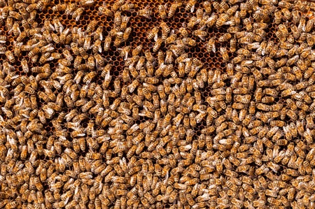 Bees convert nectar into honey and cover it in honeycombs.の写真素材