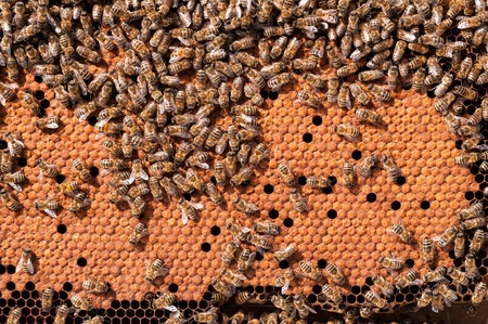 Bees Broods, working bee larvae heated on honeycomb.の写真素材