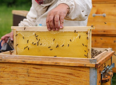 Beekeeper holding frame of honeycomb with working bees outdoorの写真素材