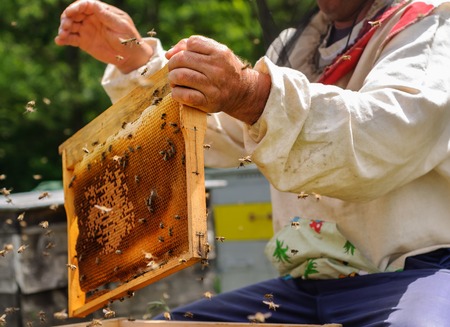Beekeeper holding frame of honeycomb with working bees outdoor