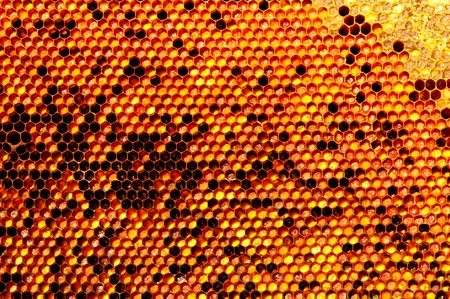 Natural beebread in honeycombs ambrosia apitherapy nutritionalの写真素材