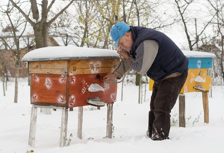 Beekeeper winter monitors the status of bees in the hive.の写真素材