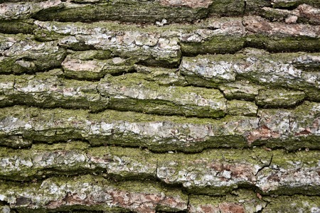 Bark texture background pattern crack old brown for design.の写真素材