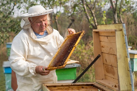 Beekeeper is working with bees and beehives on the apiary. Beekeeper on apiary.の写真素材