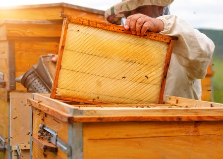 Beekeeper is working with bees and beehives on the apiary. Beekeeper on apiary.の写真素材