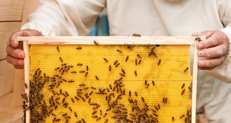 Beekeeper on apiary. Beekeeper pulling frame from the hive