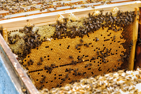 Bee larvae in the hive on a honeycomb. hiveの写真素材